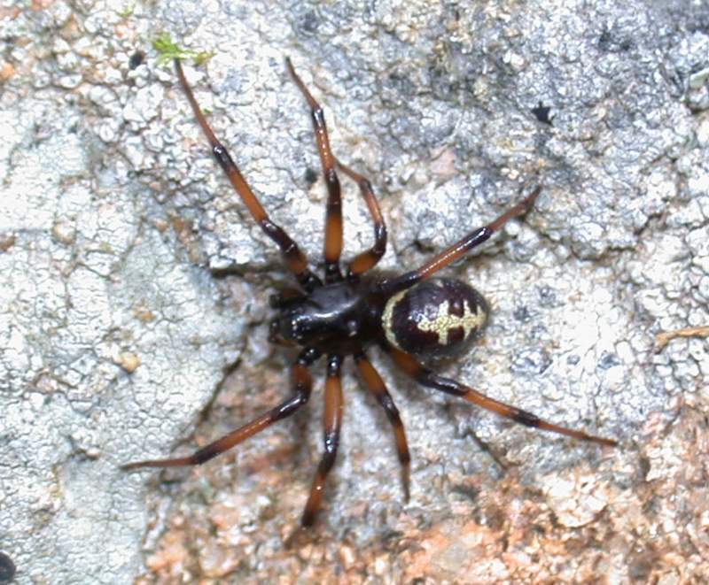 maschio di Steatoda paykulliana
